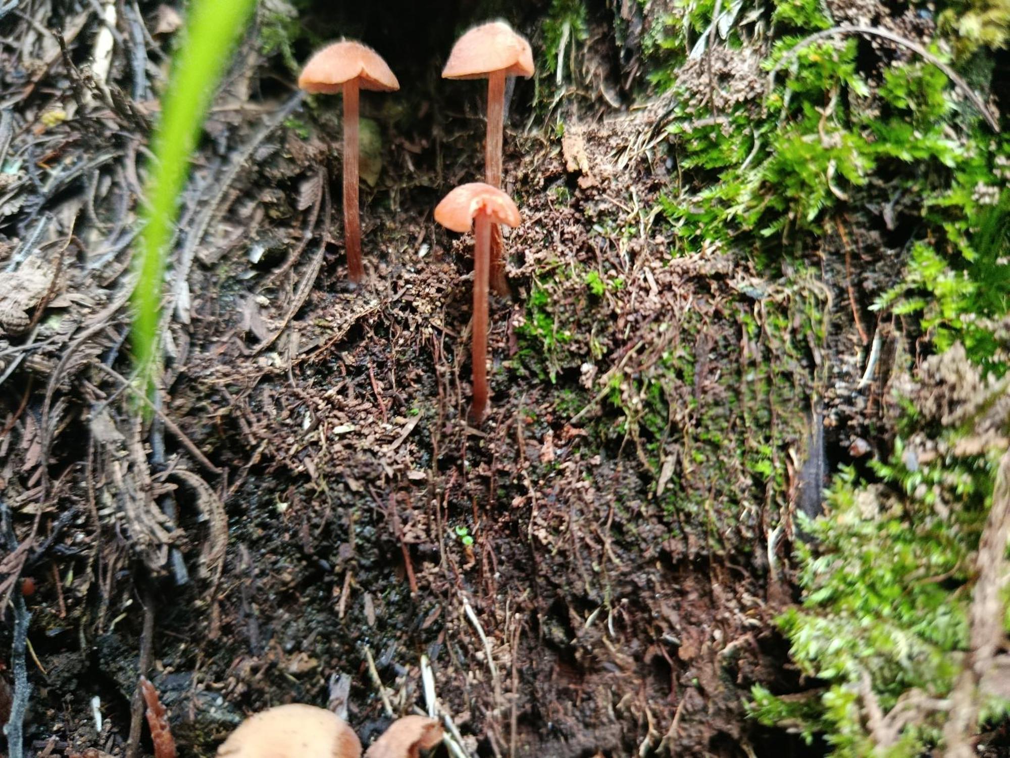 Eco-Cabana Piemonte Guasca Luaran gambar